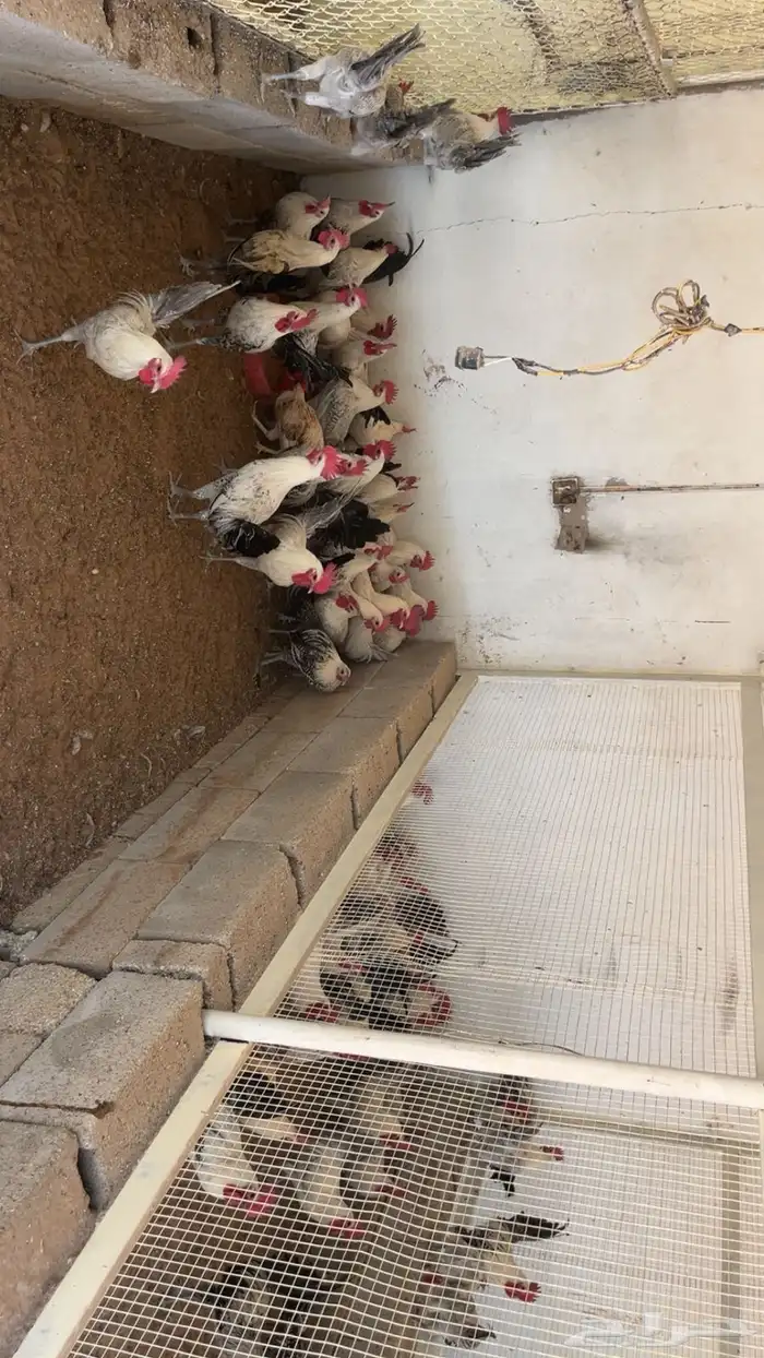 دجاج 6