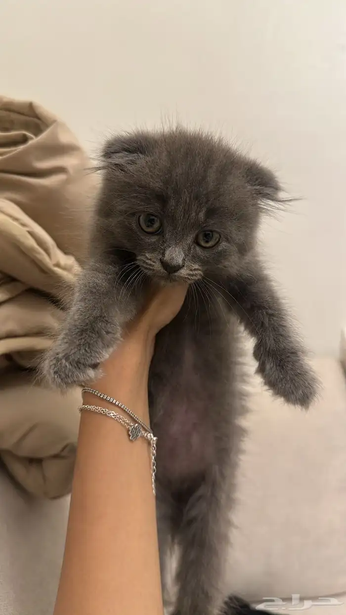 كيتن سكوتش فولد 8