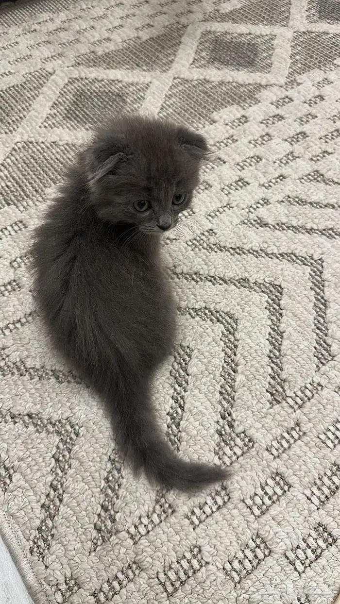 كيتن سكوتش فولد 2