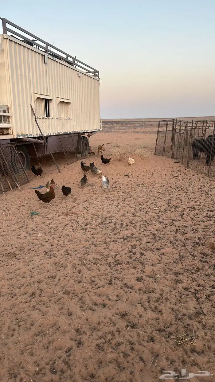 دجاج للبيع بلدي وفيومي العدد 34 1