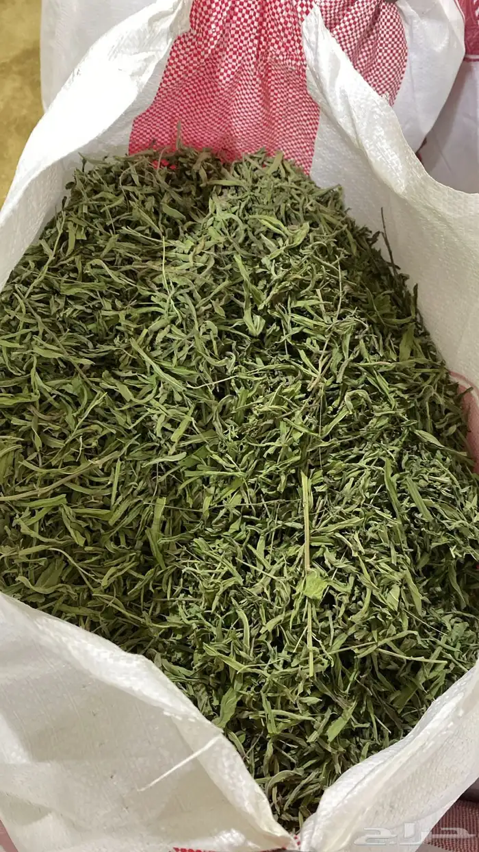 حبق حائل نعناع 3