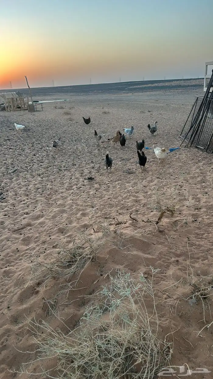 دجاج للبيع بلدي وفيومي العدد 34 2