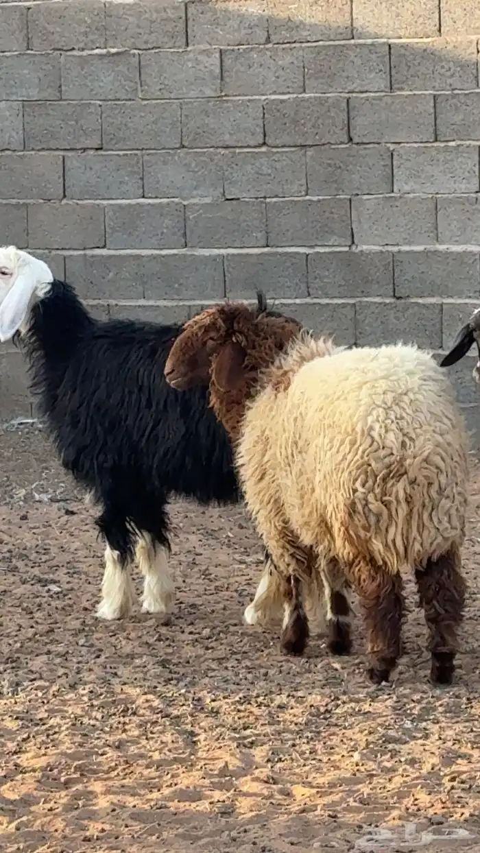 نجديات ونعيميه للبيع 3
