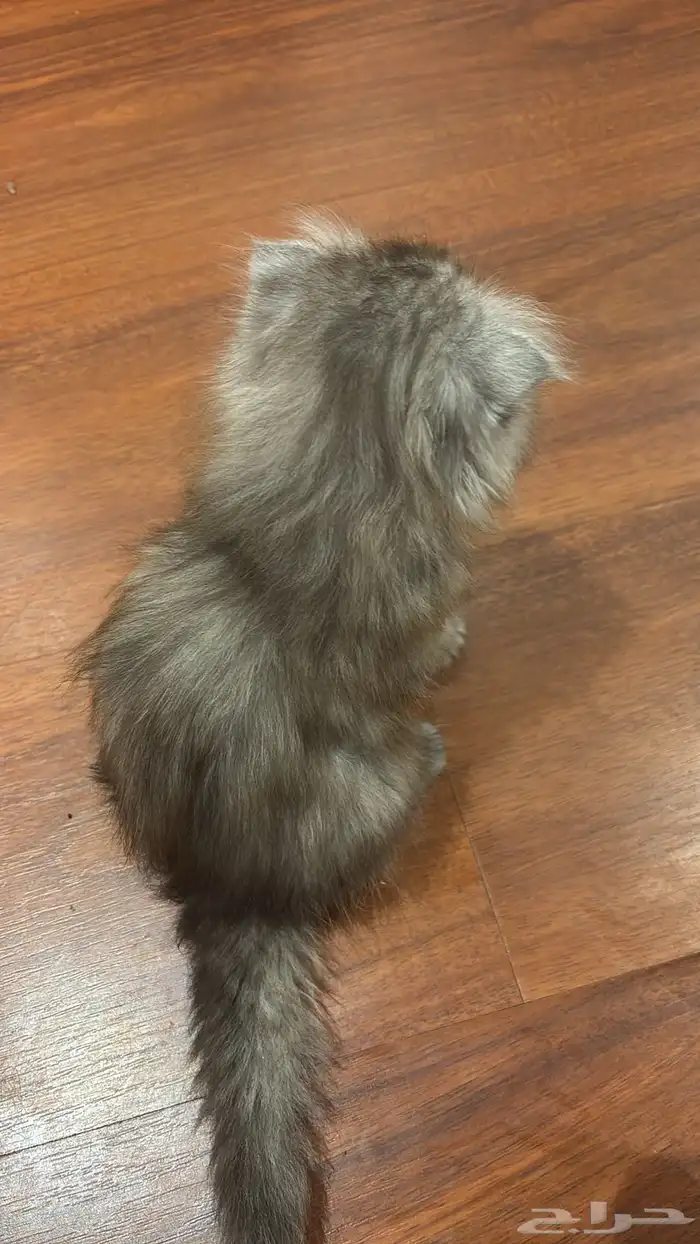 شيرازي 1