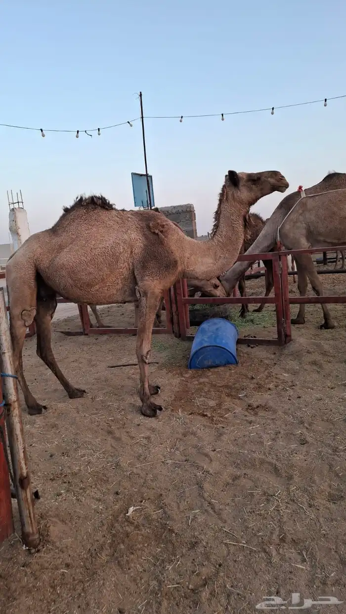 السلام عليكم ورحمة الله لقحه صفره على جميع الشروط 0