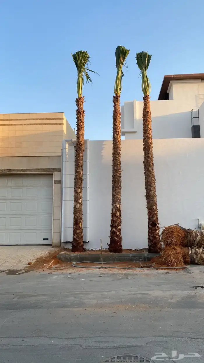 نخيل واشنطن للبيع بجميع انواع المقاسات لتواصل 0