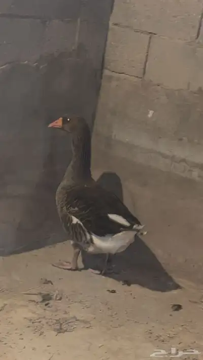 وز للبيع 0