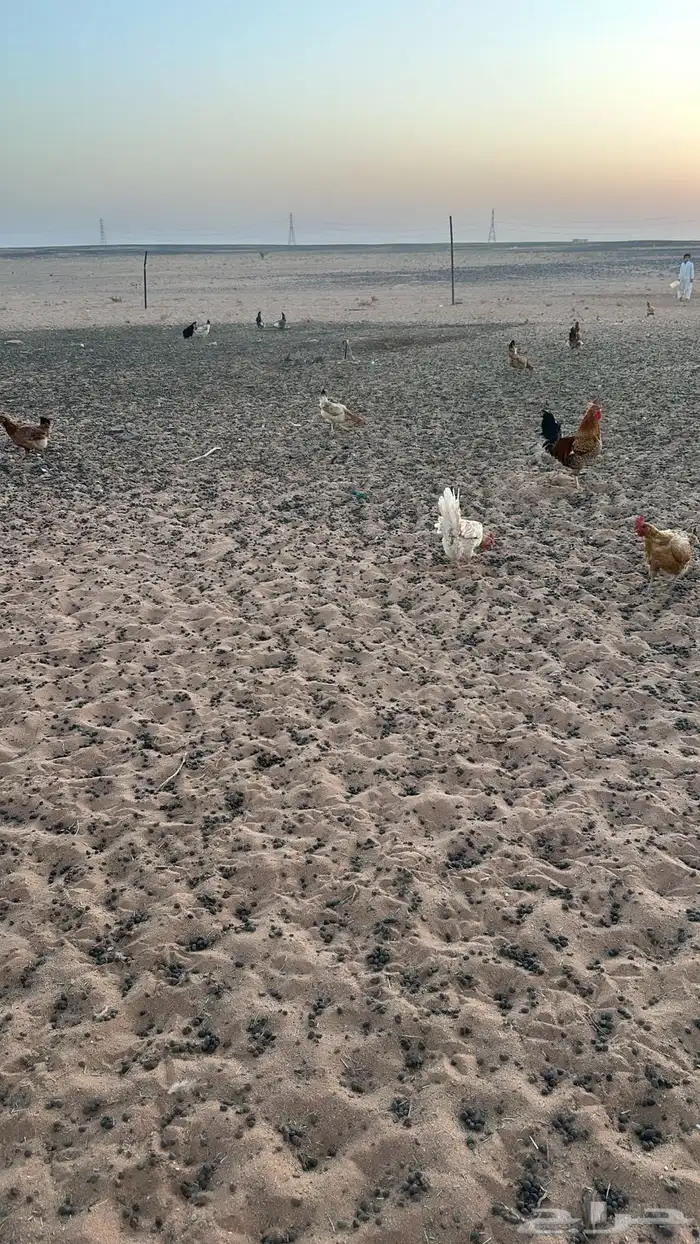 دجاج للبيع بلدي وفيومي العدد 34 3