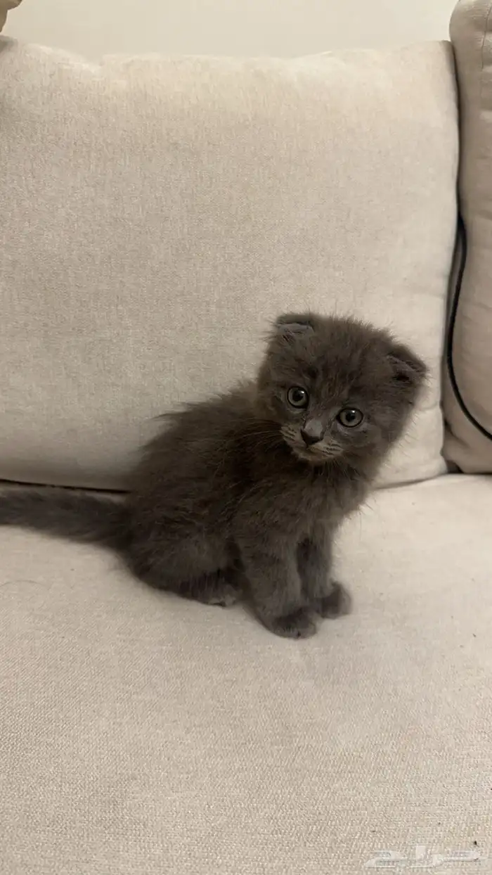 كيتن سكوتش فولد 1