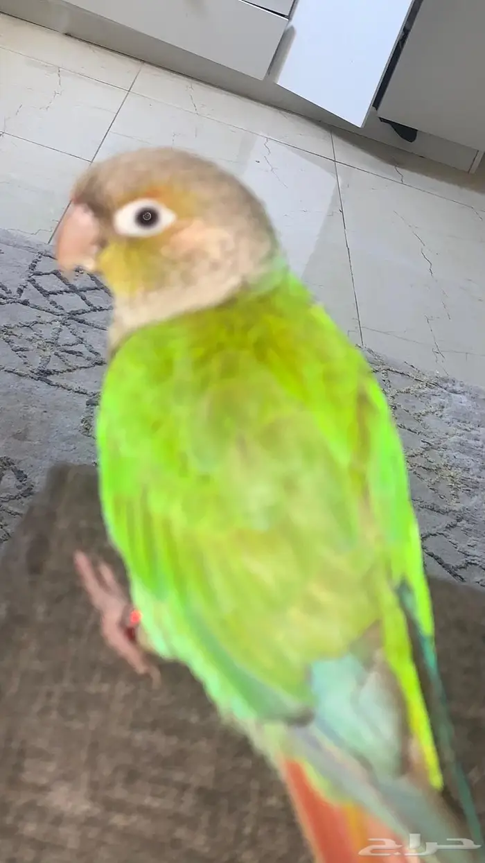 ببغاء كنيور اليف 2