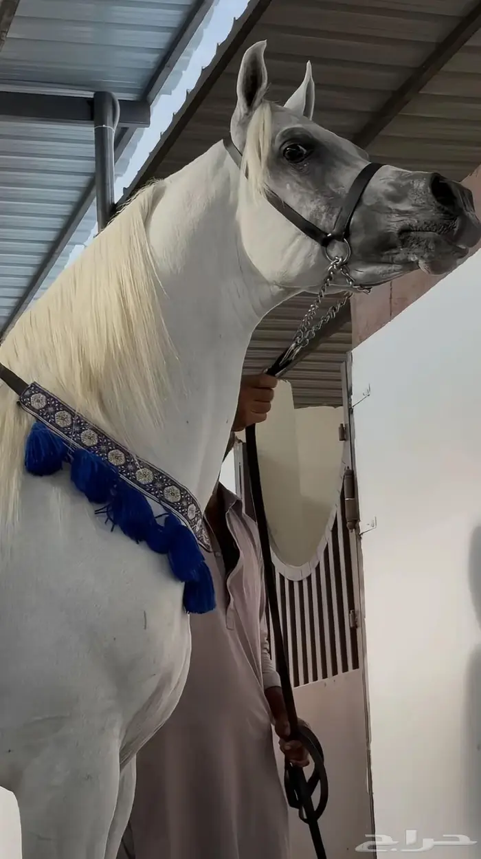 ايوا الخيول وعلاجها 3