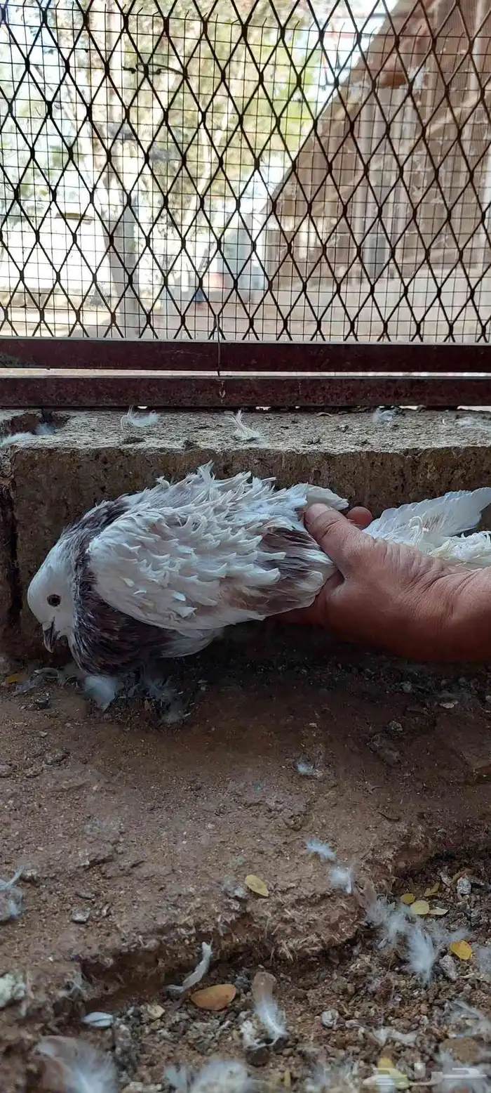 حمام مفتل 4