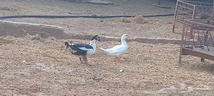 بط طقم للبيع منتج 3