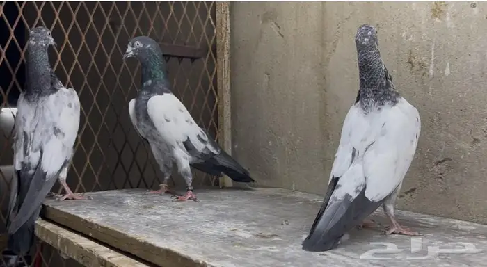 حمام باكستاني 1