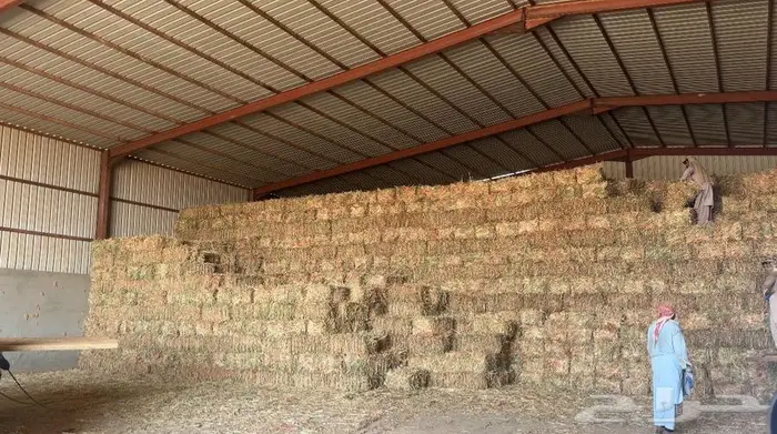 ذره جيزانيه حمراء ناعمه 2
