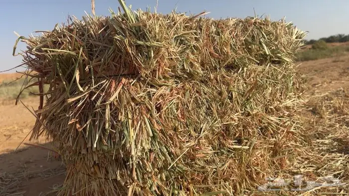 ذره جيزانيه حمراء ناعمه 6