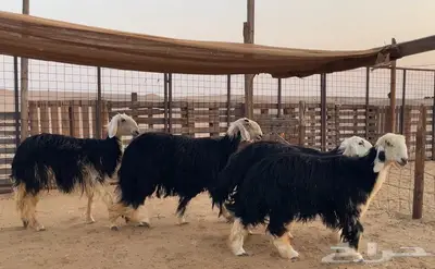 رخال نجديات كفو .. 0