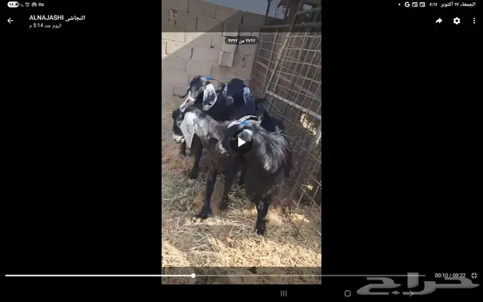 اربع جذعات مضاريع 0