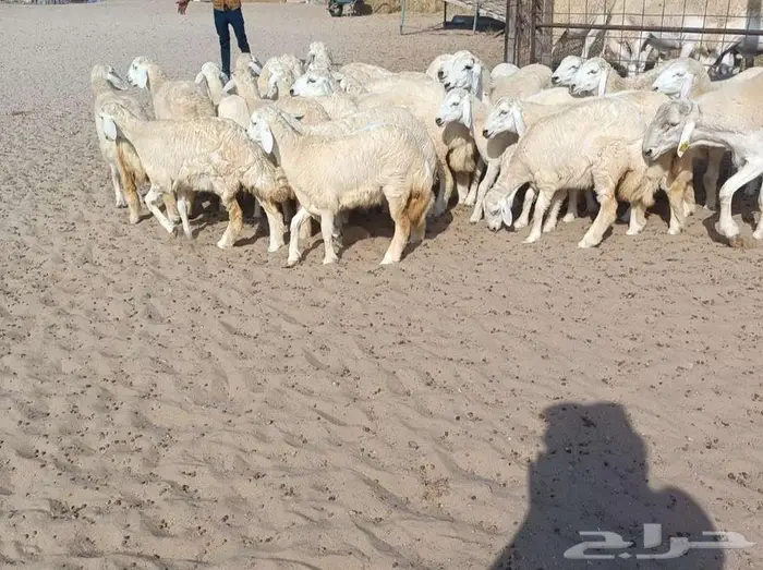 32 رخال حريه طيبه بفحولها 2 في أملج -الحد موجود 2