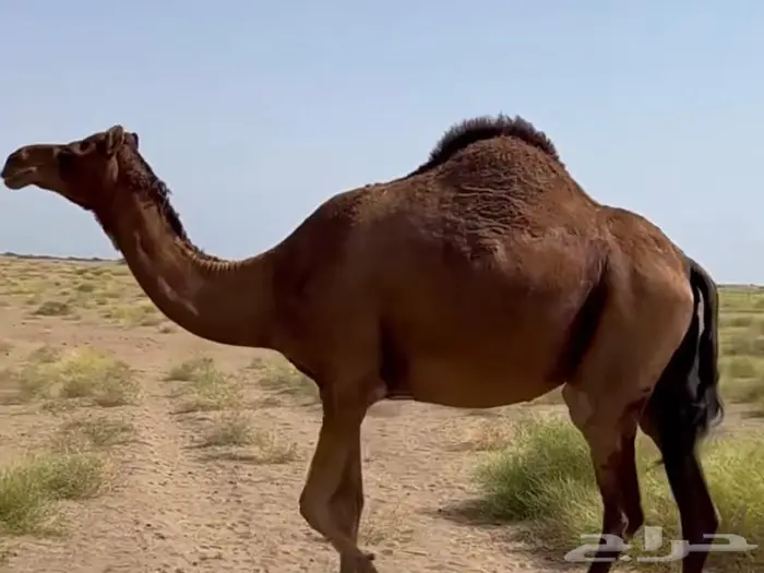 6 خلفات ولقحات وبكار سواحل 0