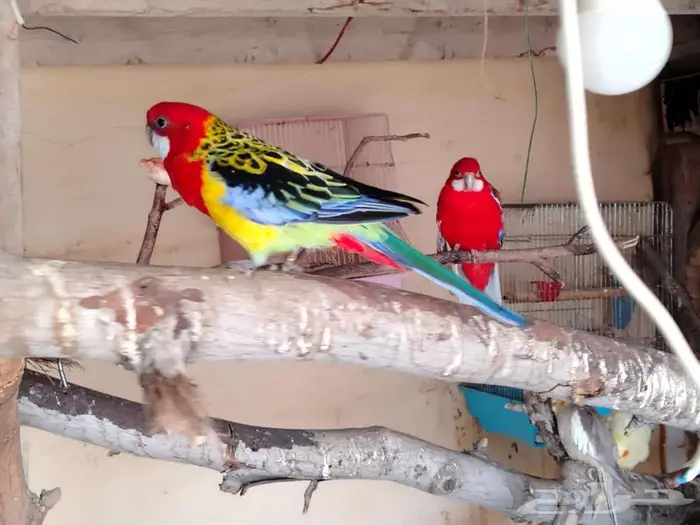 روزيلا للبيع 0