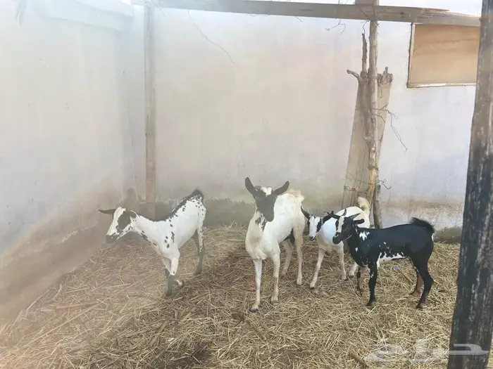ثنتين غنم للبيع مع عياله 2