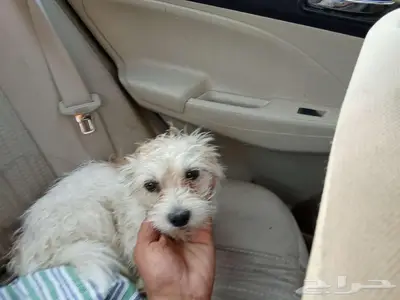كلب أمريكي مدرب 0
