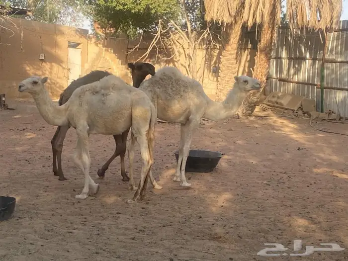 حاشي اوضح وبكرة وضحى مفاريد للبيع 0