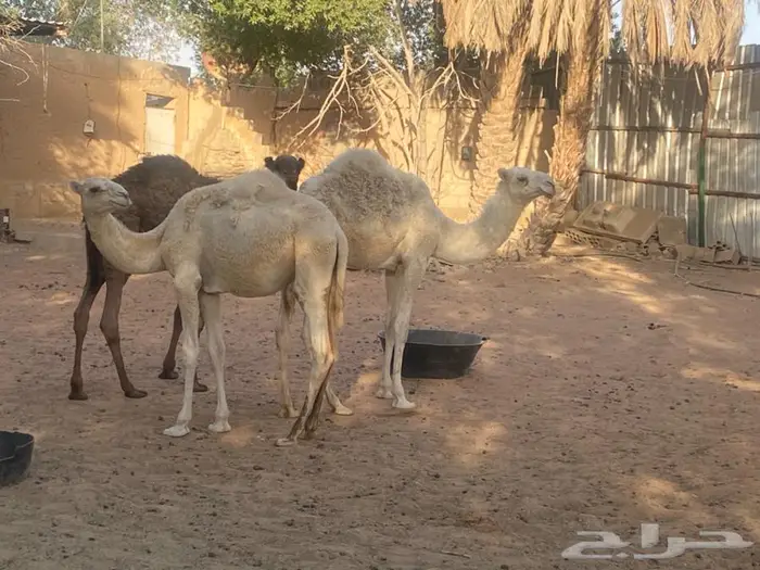 حاشي اوضح وبكرة وضحى مفاريد للبيع 1