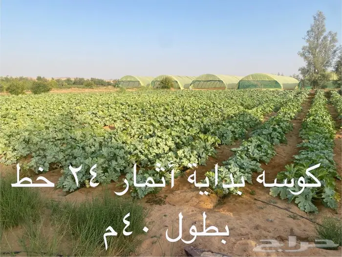 فرصة استثمارية جاهزة (بيوت محمية ومشروع زراعي للتقبيل) 8