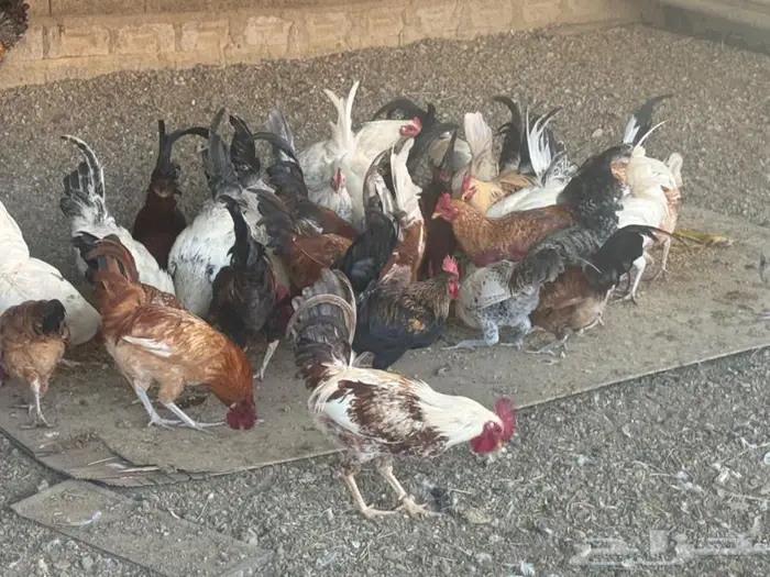 ديوك للبيع نظيفة جدا 0