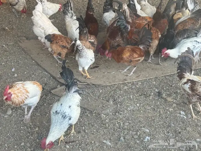 ديوك للبيع نظيفة جدا 2