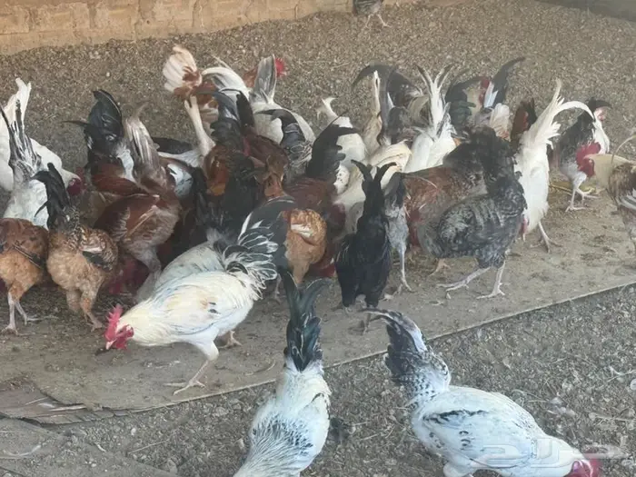 ديوك للبيع نظيفة جدا 1
