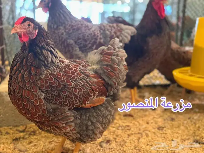 فروخ واين دوت بلو بارت 0