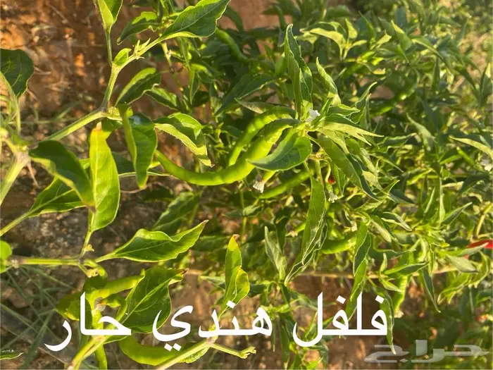 فرصة استثمارية جاهزة (بيوت محمية ومشروع زراعي للتقبيل) 6