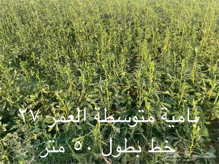 فرصة استثمارية جاهزة (بيوت محمية ومشروع زراعي للتقبيل) 2