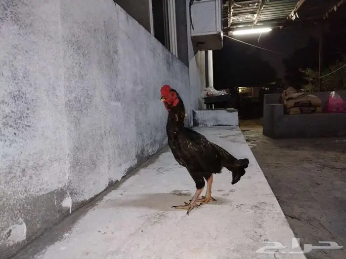 ديك كوشامو 0