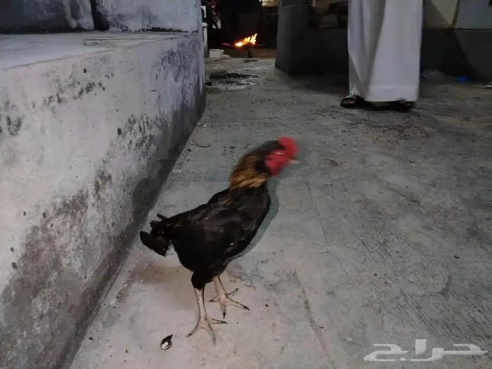 ديك كوشامو 2