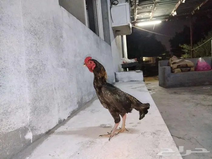 ديك كوشامو 1