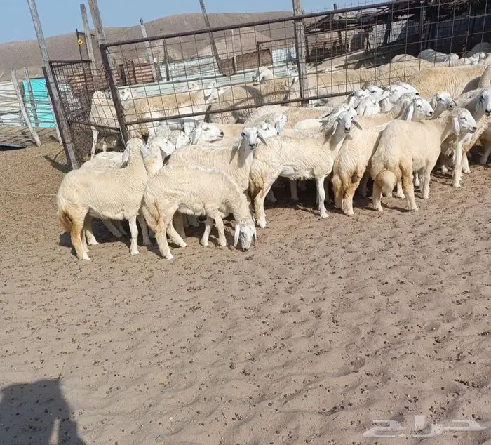32 رخال حريه طيبه بفحولها 2 في أملج -الحد موجود 3