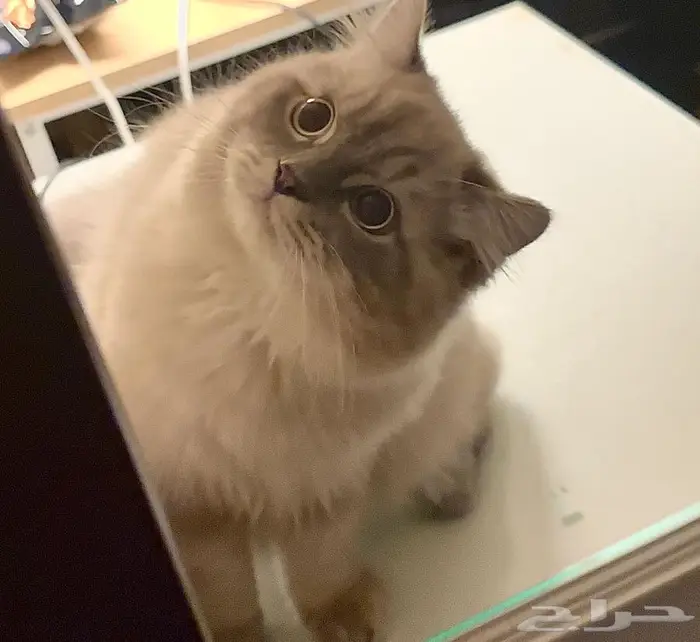 مطلوب أنثى للتزاوج 0