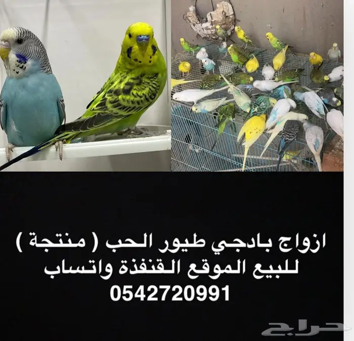 طيور الحب بادجي للبيع 0