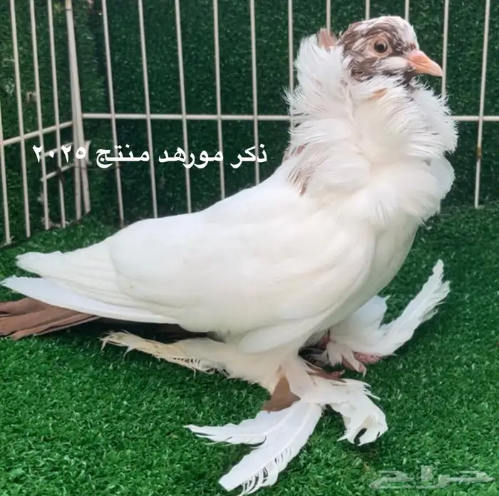 كلرهد سوداني مورهد فانتيل هملت نفاخ 2