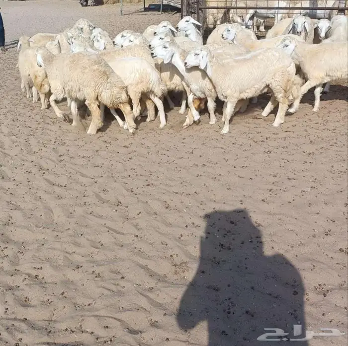 32 رخال حريه طيبه بفحولها 2 في أملج -الحد موجود 1