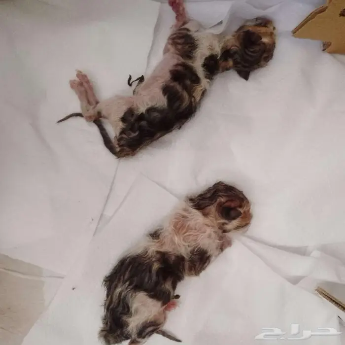 قطط للتبني 0