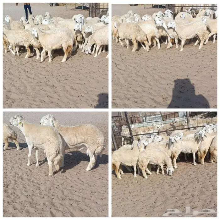 32 رخال حريه طيبه بفحولها 2 في أملج -الحد موجود 0