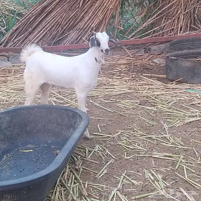 مشروع بشي 2