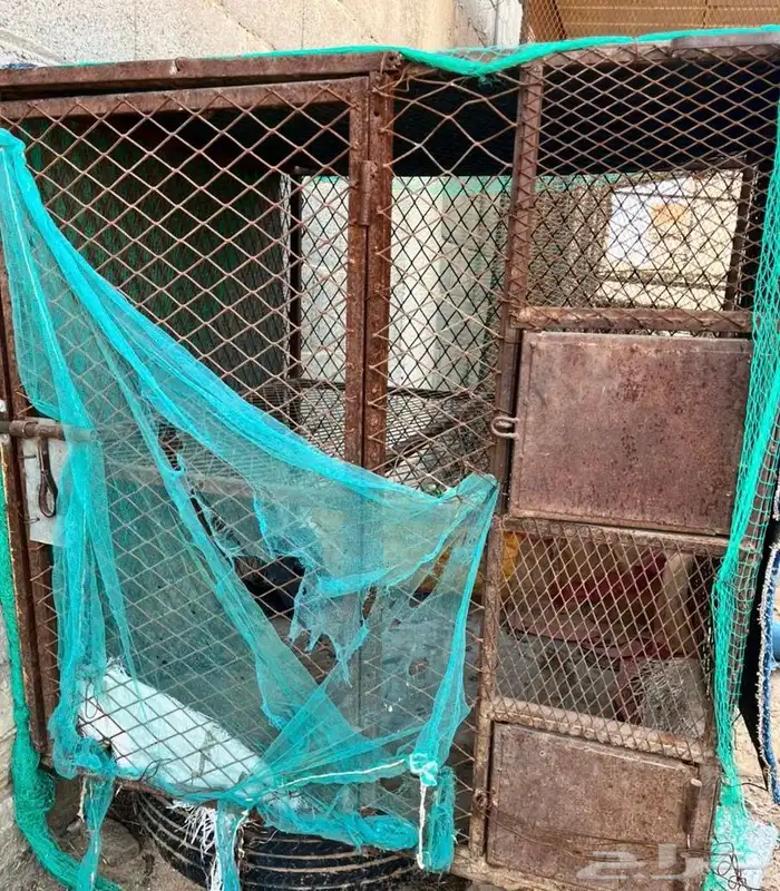 شبك دورين 0