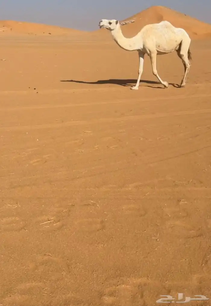 ضروبه وضح كفو 1