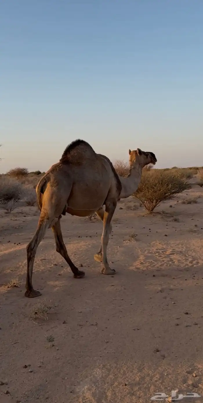 ناقه لقحه لها 8شهور 0